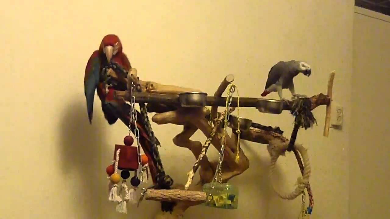 MACAW AND AFRICAN GREY PLAYING ON JAVA TREE