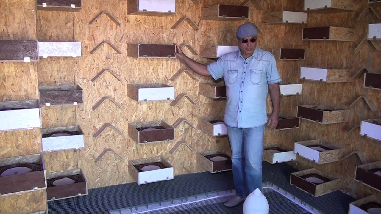 DİYARBAKIR GÜVERCİN KÜMESİ