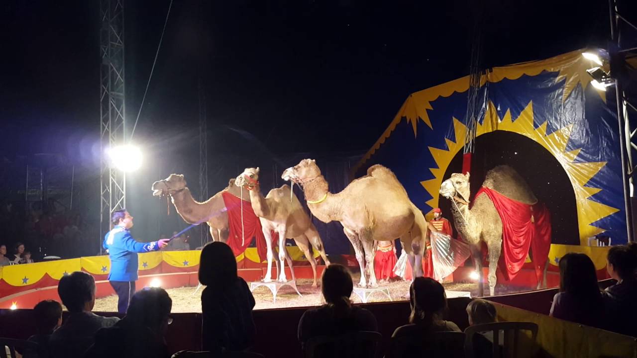 Cirque Roger Lanzac animaux exotiques 2016