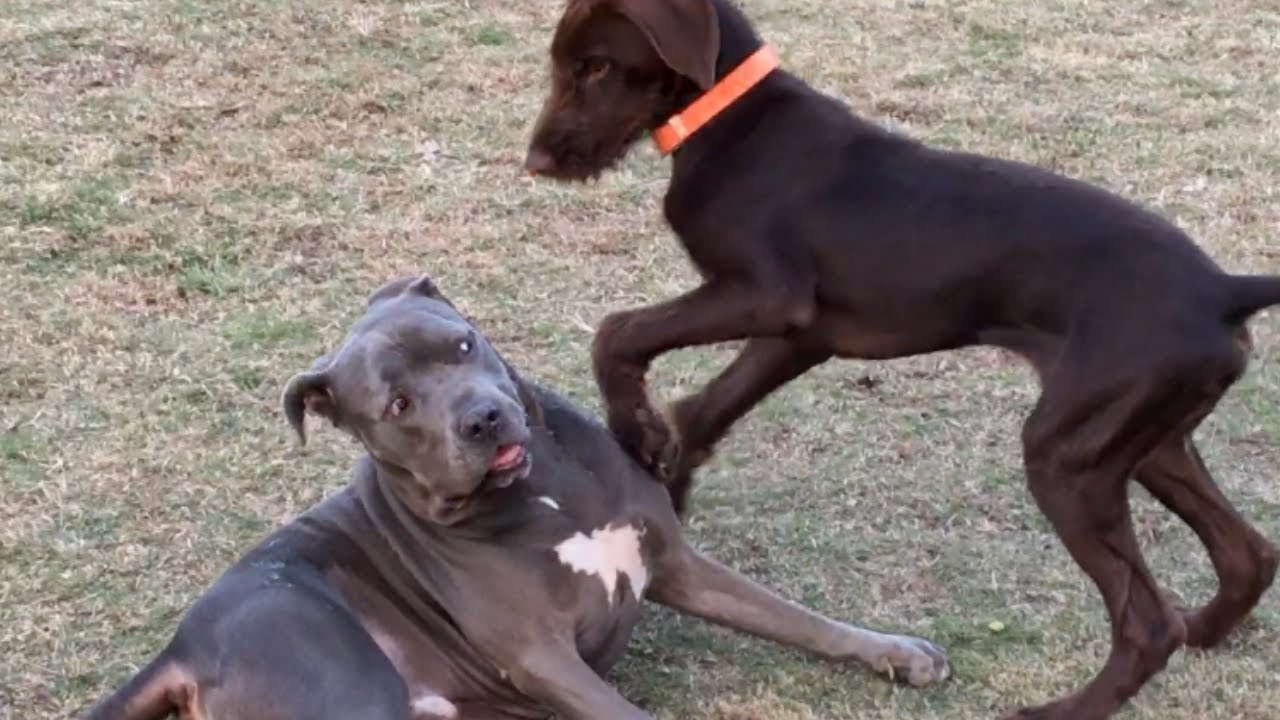A Young Pointer is Taught a Lesson About Boundaries