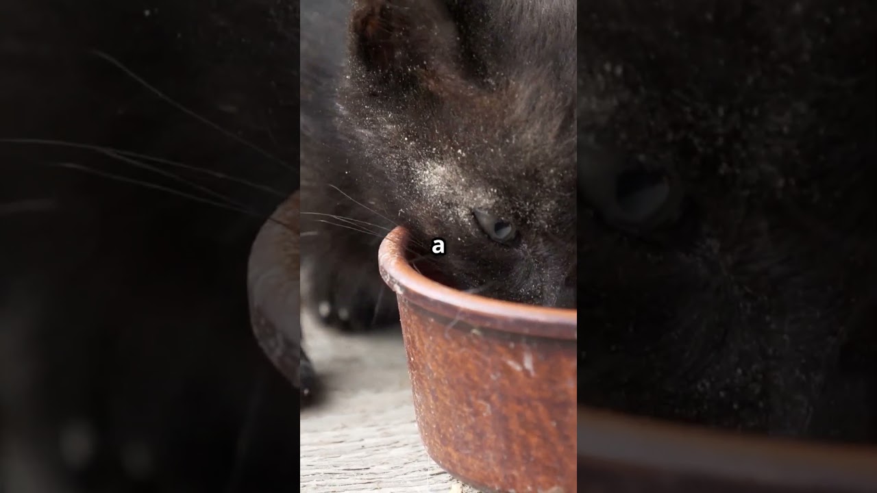 Debunking Common Cat Myths!