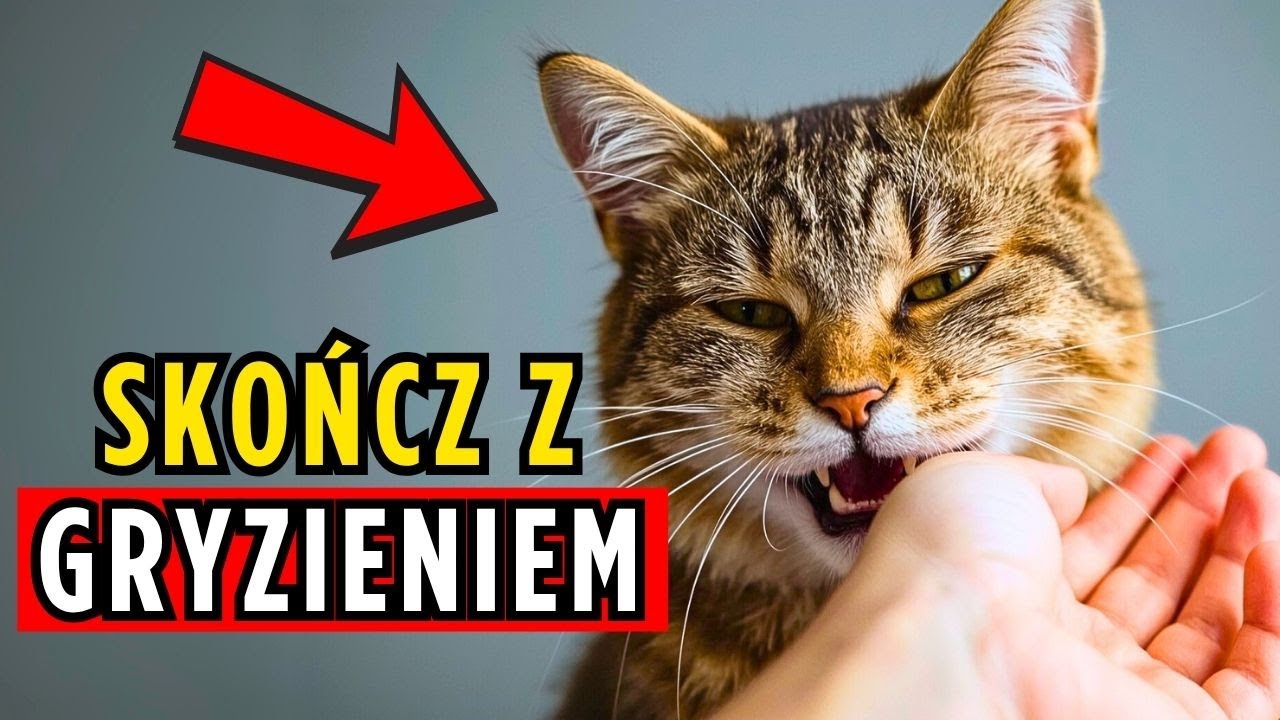 Jak Oduczyć Mojego Kota Gryzienia? - 8 Praktycznych Wskazówek