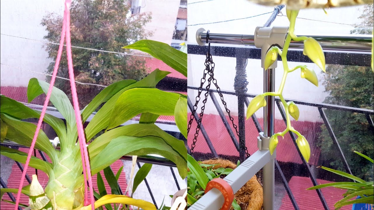 Диета😉😁моих катасетумных-Fredclarkeara After Dark,Catasetum Jack of Diamonds,Cycnodes Taiwan Gold