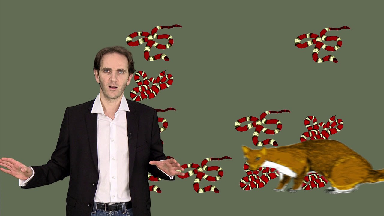 Sur les traces de... Henry Walter Bates - Le comportement animal, &eacute;volution du mim&eacute;tisme