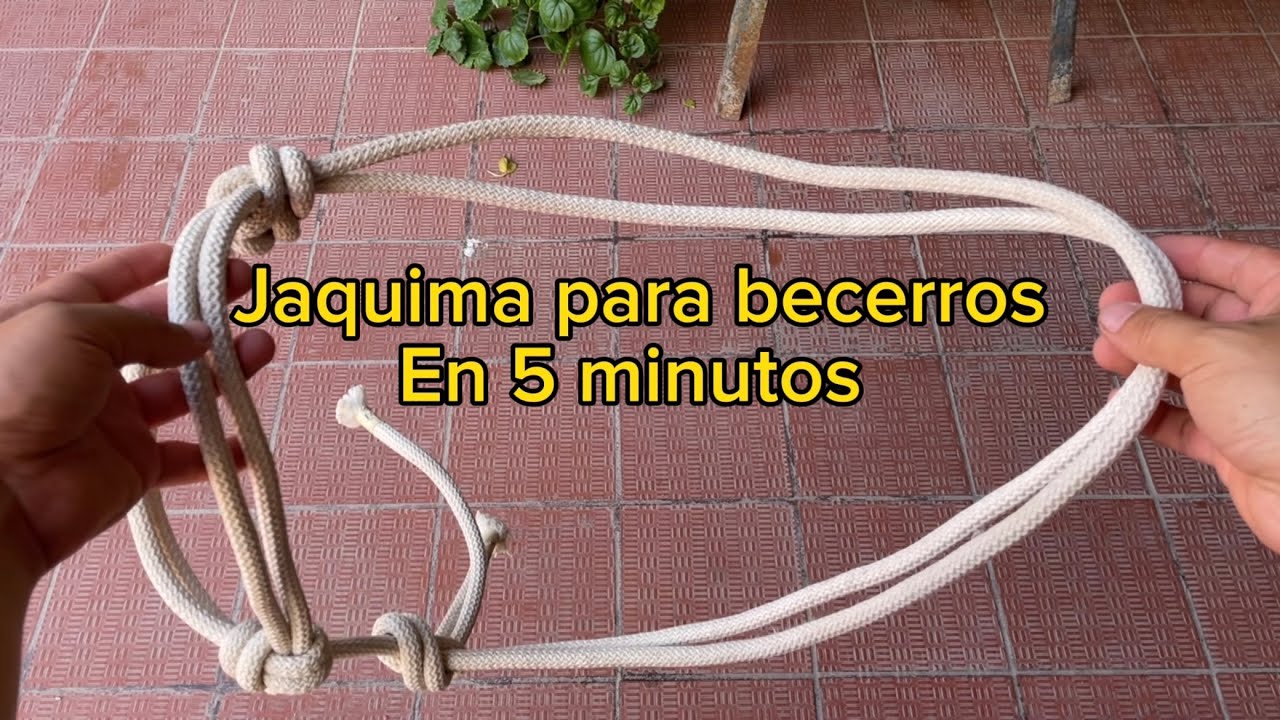 Bonita jáquima para becerros en 5 minutos.