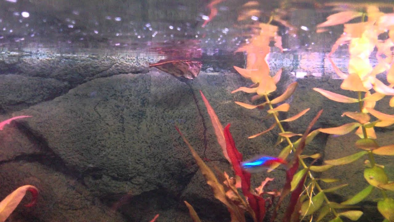 Marble hatchet fish breeding