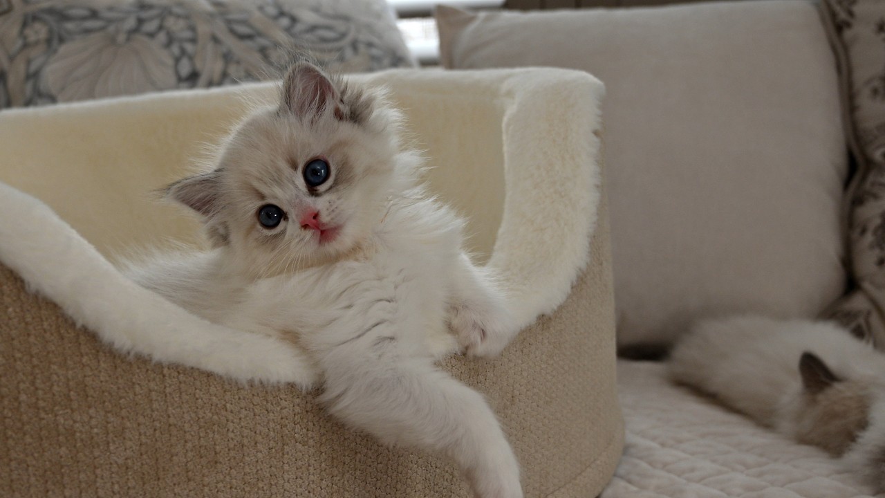 JerseyRagdolluxe presents Eve's Ragdoll kittens at 8 weeks old