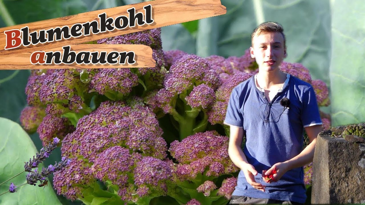 Blumenkohl anbauen🥦🌱 ohne Schwierigkeiten