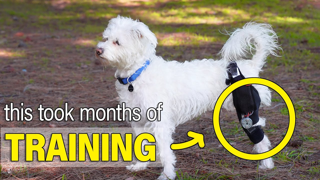 I built an exoskeleton for my three-legged dog
