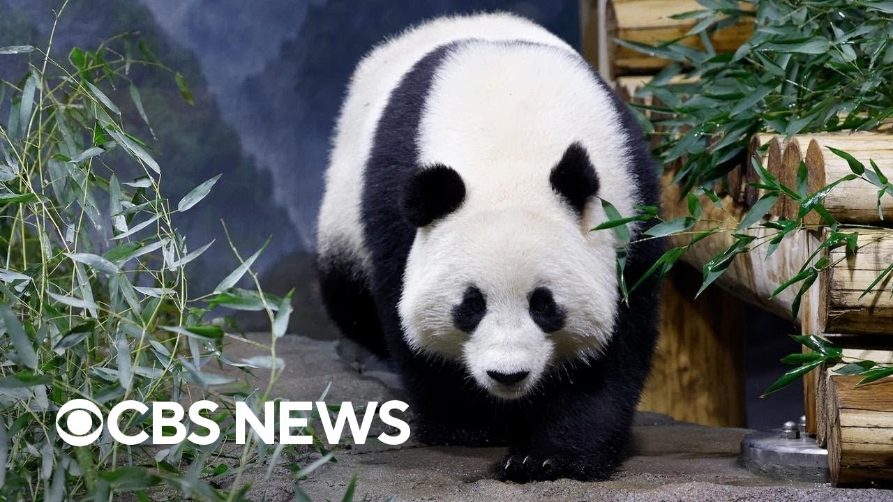 Inside the National Zoo's giant pandas debut