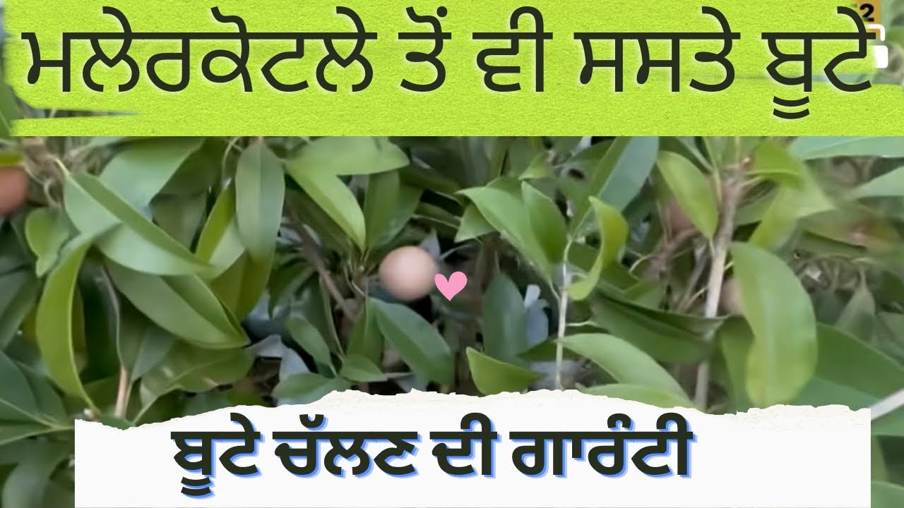 ਮਲੇਰਕੋਟਲੇ ਤੋਂ ਵੀ ਸਸਤੇ ਰੇਟਾਂ ਦੀ ਨਰਸਰੀ ਬੂਟੇ ਚੱਲਣ ਦੀ ਗਾਰੰਟੀ ਲੈਂਦੇ ਨੇ Garcha Nursery Barnala