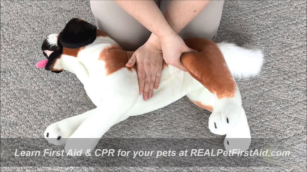 REAL Pet First Aid Training Class: Airway Breathing & Circulation, The ABC Check