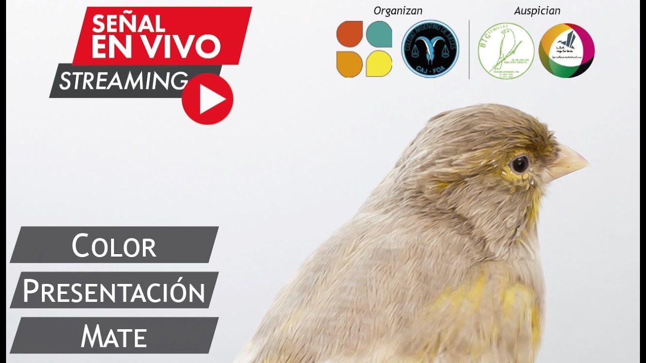 Presentación Oficial: Mutación Mate
