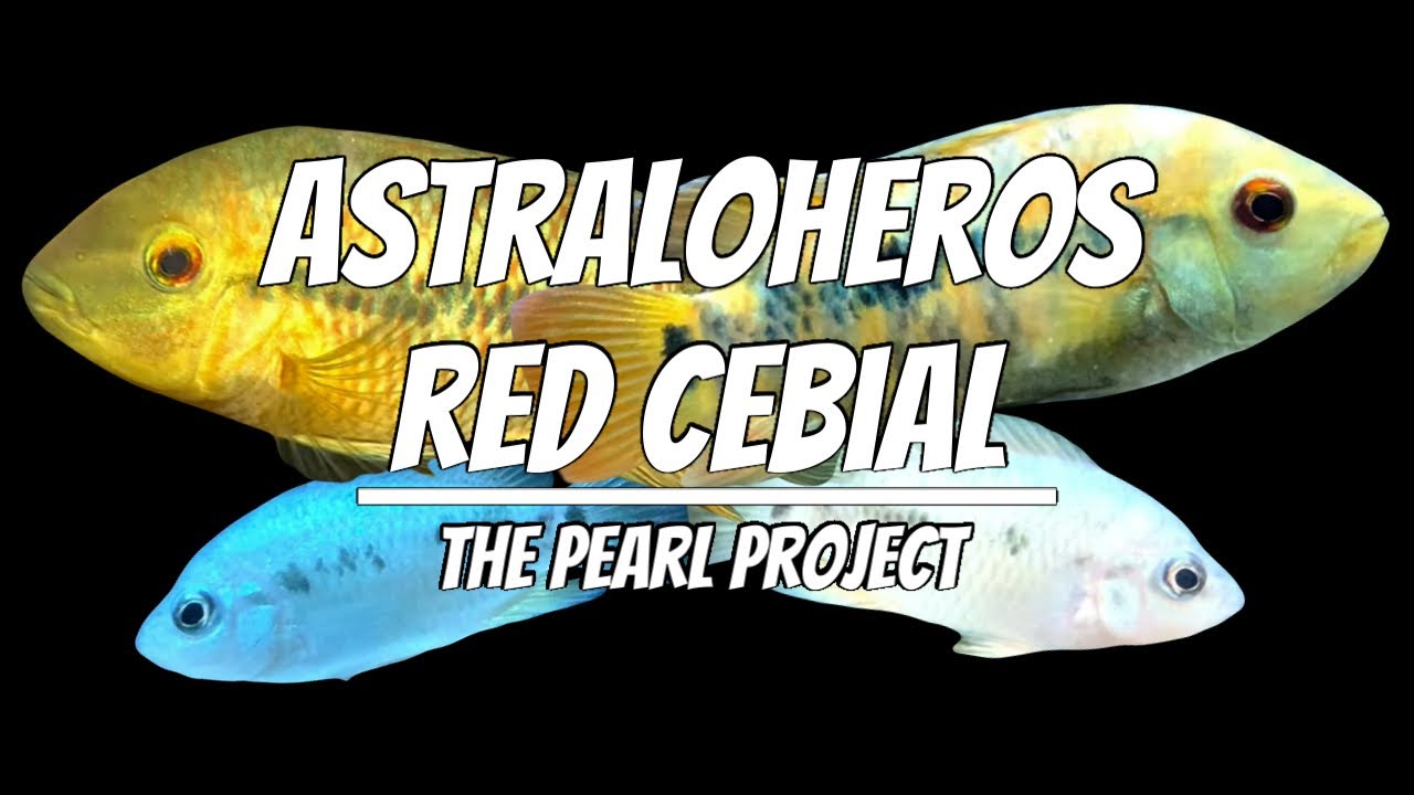 Australoheros Red Ceibal The Pearl Project