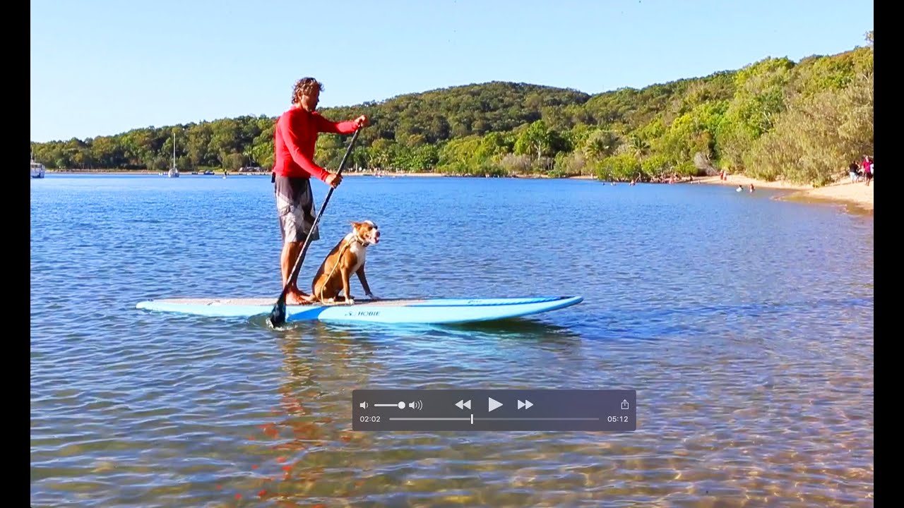 How to put your dog on a SUP - Part 2
