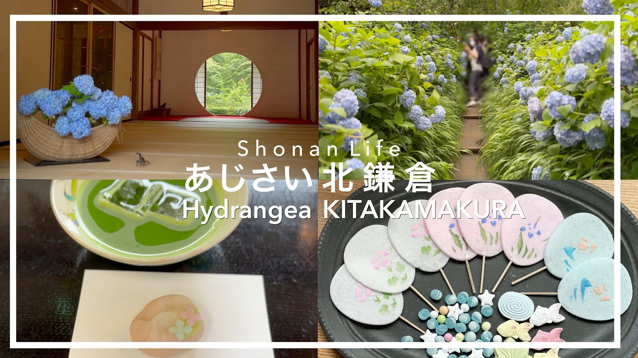 【北鎌倉/明月院/紫陽花】アジサイ和菓子/お抹茶/紫陽花/あじさい/湘南vlog10 #ポメさんポ #ポメ散歩 #pomesampo