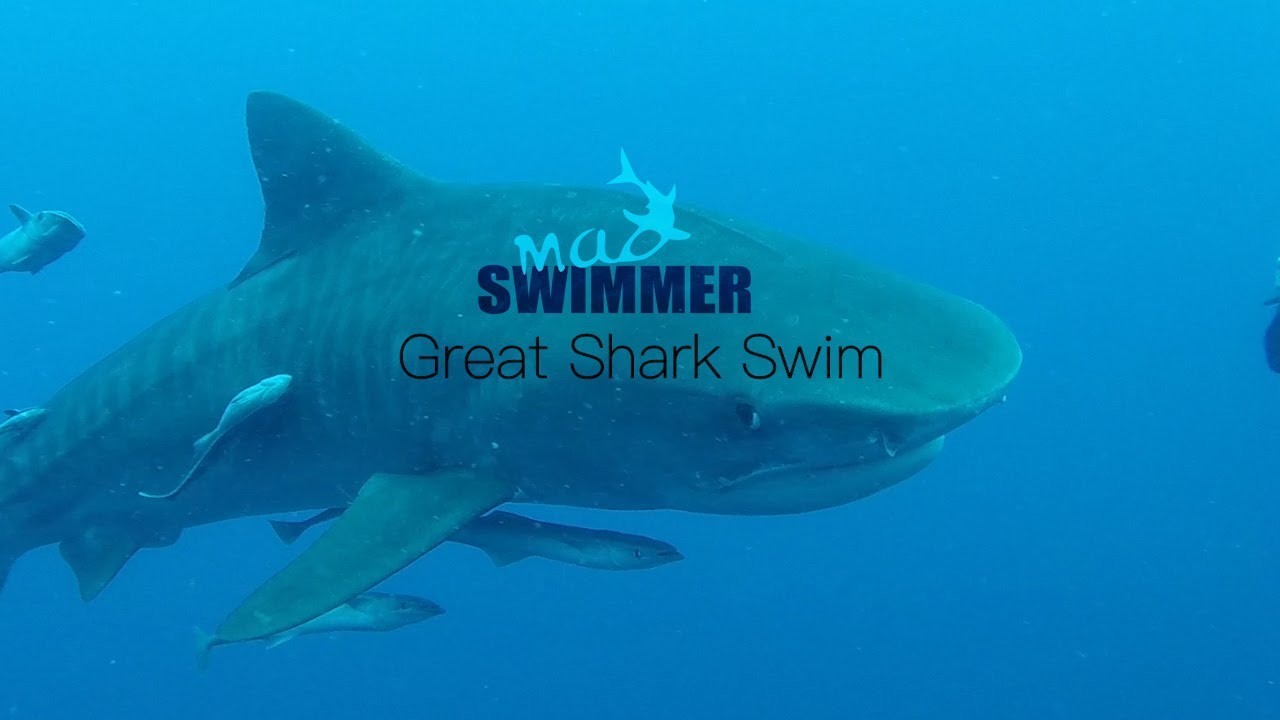 Great Shark Swim - Preview
