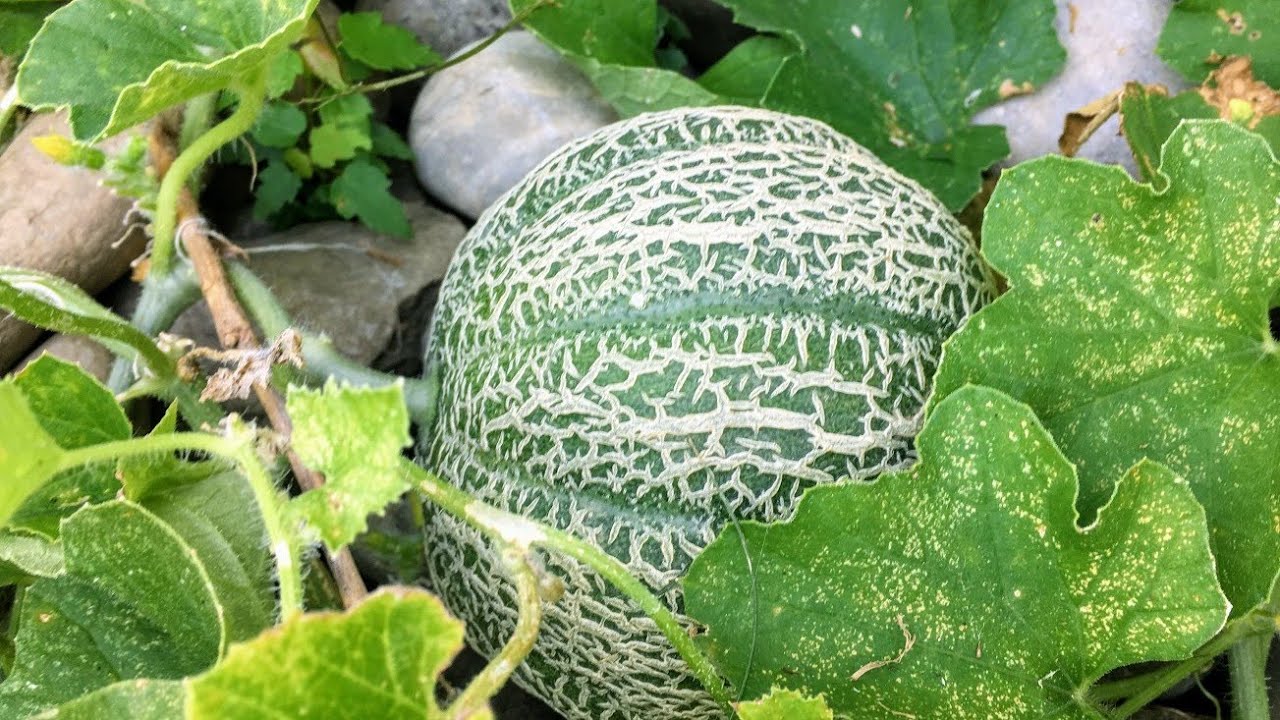 New Melon Varieties I'm Growing in 2021!