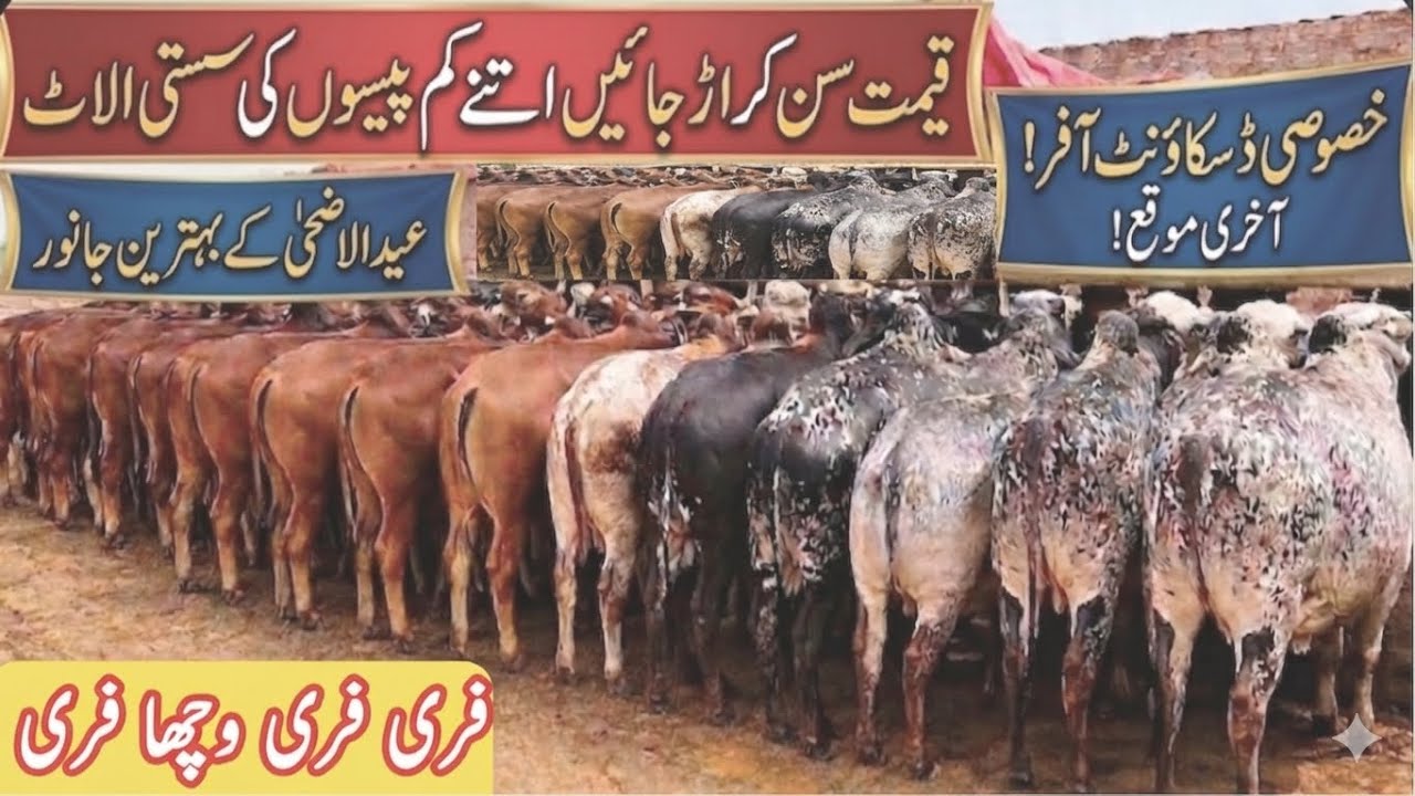 Cheapest Bulls for Eid 2026! 🐂 Price Lower Than Your Expectations!