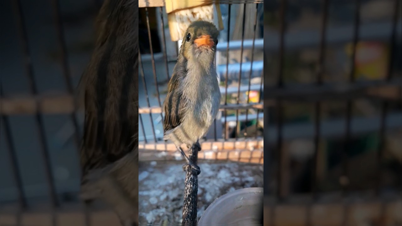 Burung Kemade Mandiri Ngeriwik Halus!