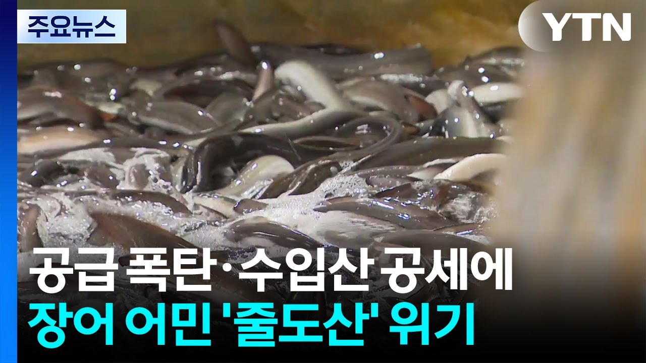 공급 폭탄에 수입산 공세까지...장어 어민 '줄도산' 위기 / YTN