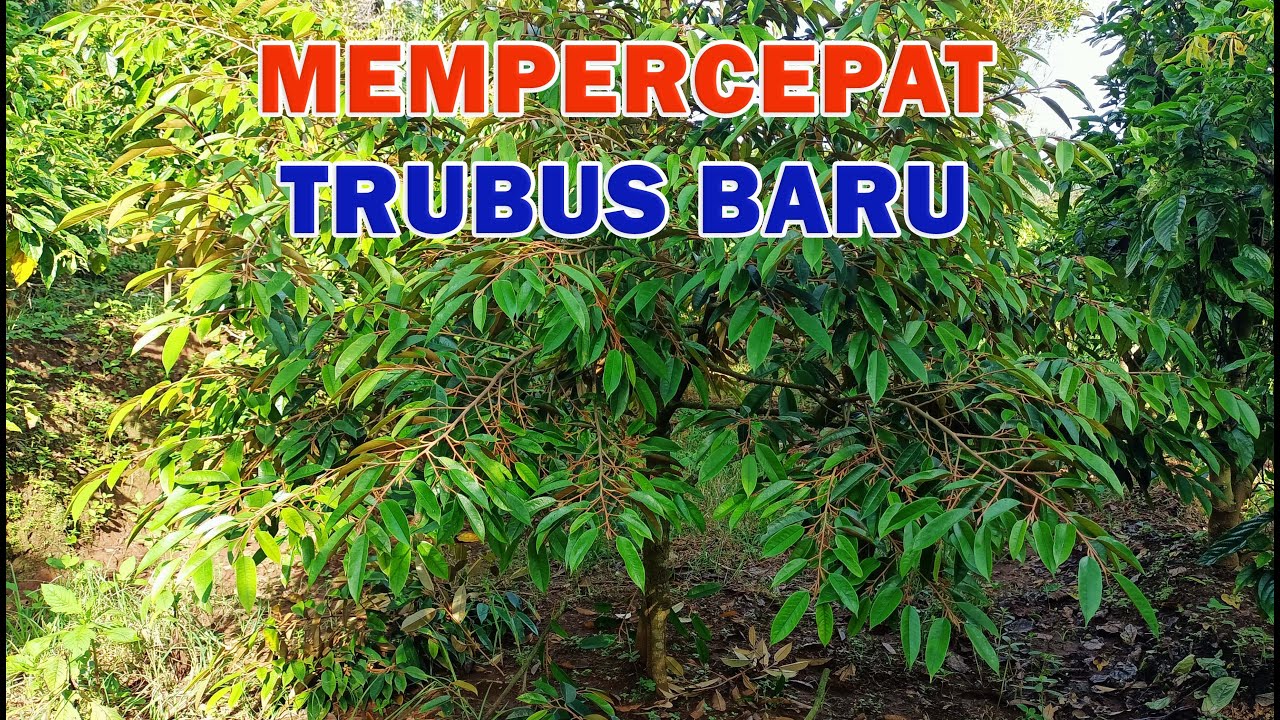Penyemprotan fase vegetatif untuk membantu mempercepat trubus baru