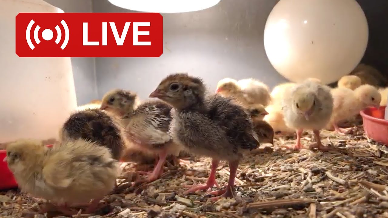Cute Baby Chicks Chirping Live 🐤🐥 Baby Birds Livestream