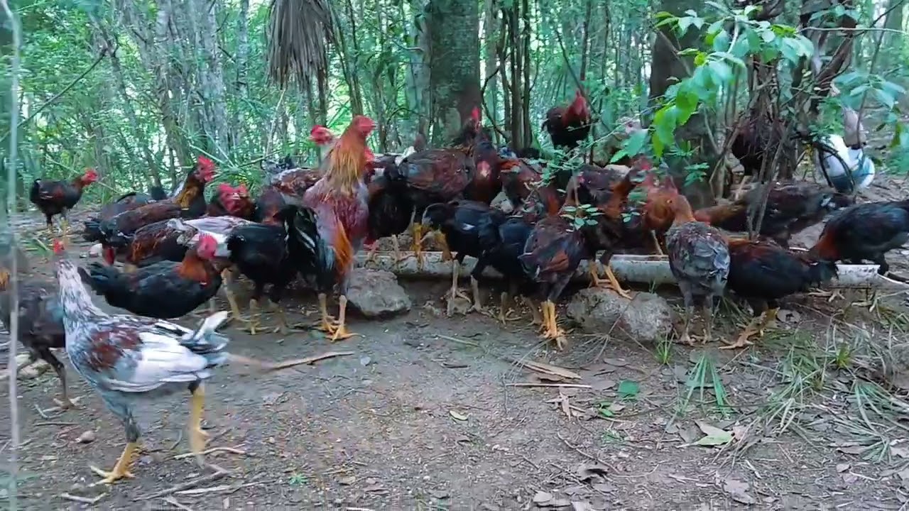 Asi van ellos