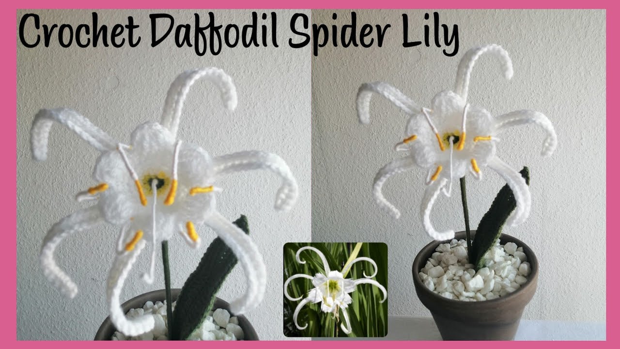 Crochet Daffodil Spider Lily (so pretty)