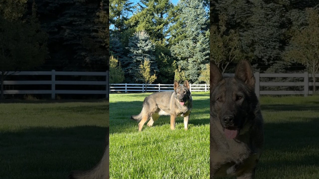 Heidi the Czech line German shepherd 