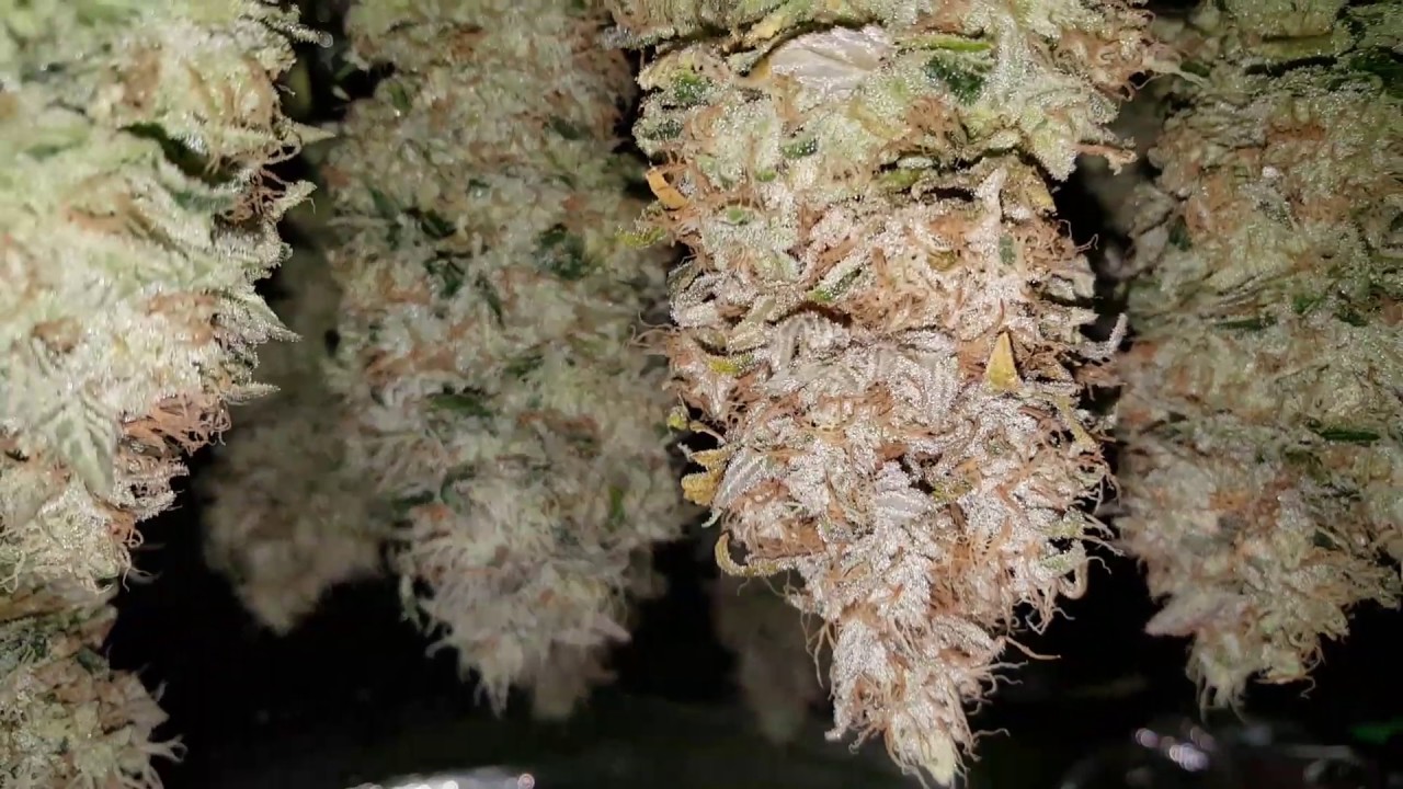 Grow4: Chem 4 harvest bud shots