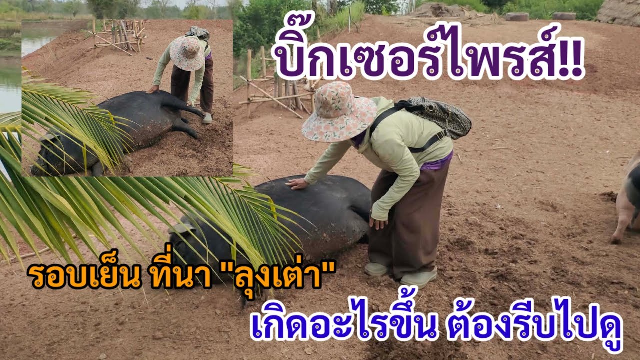 บิ๊กเซอร์ไพรส์!! รอบเย็น ที่นา 