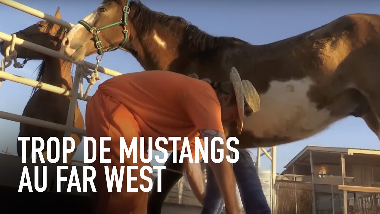 Crise au far-west : il y a trop de mustang
