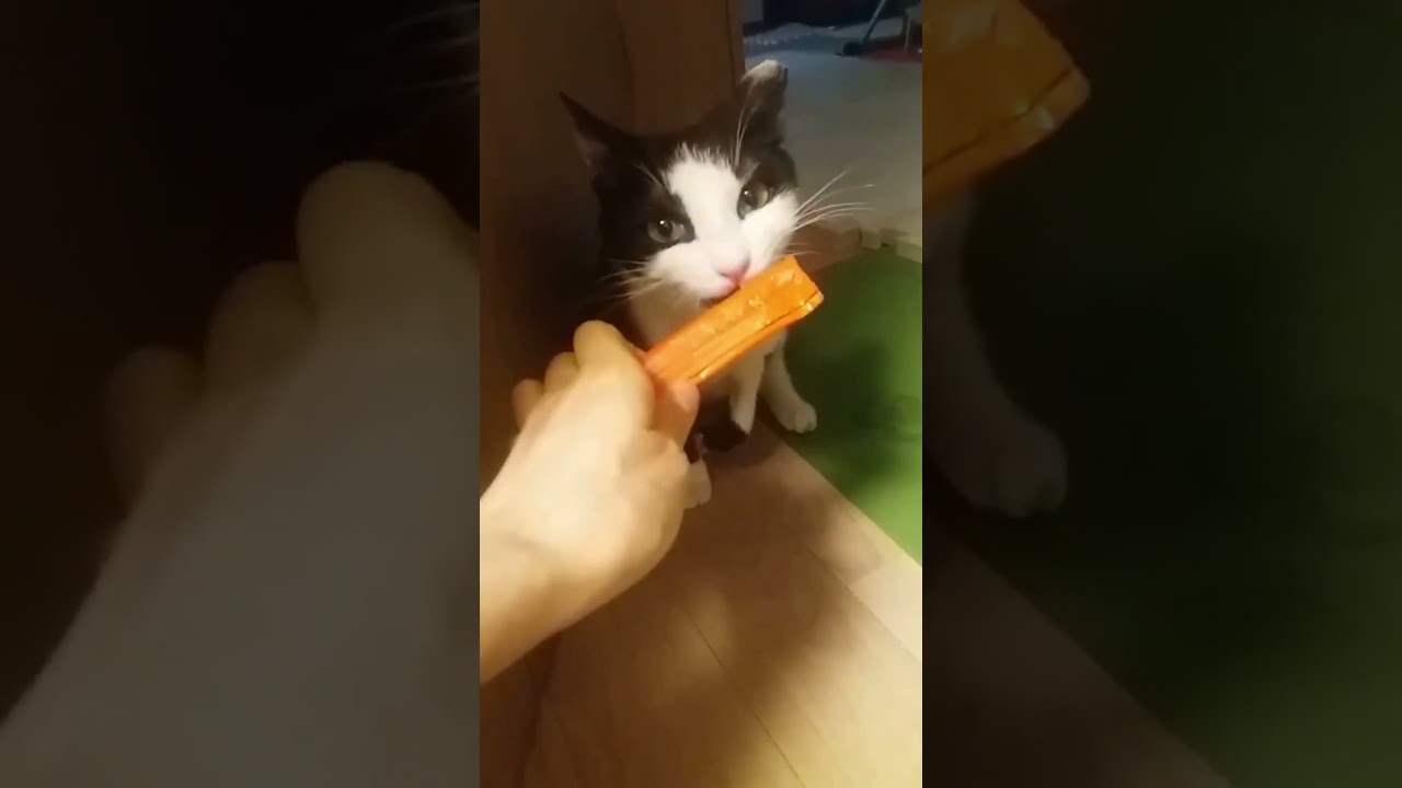 2025.04.22. 오늘의 치비 