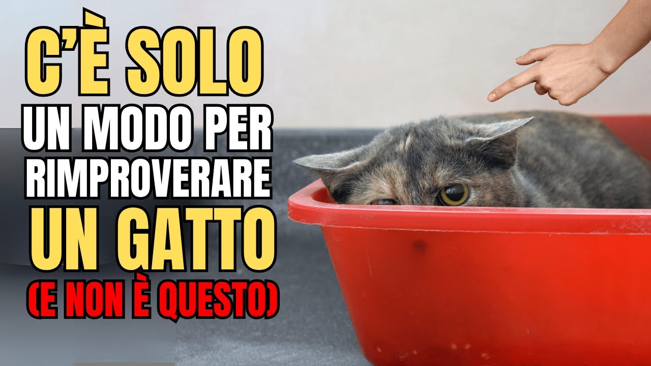 🐱❌ Basta! Come sgridare un gatto? 😡 Il metodo che FUNZIONA DAVVERO e quello da EVITARE!