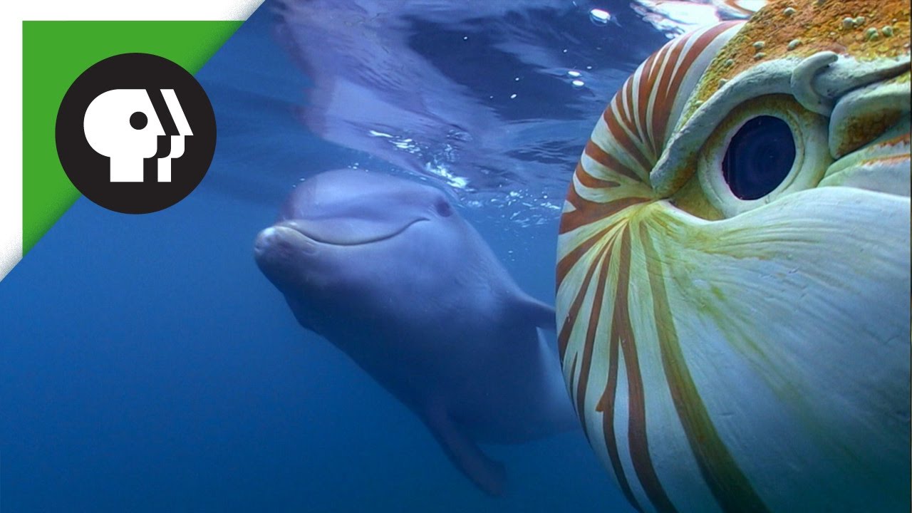 Baby Dolphin Meets 'Spy Nautilus'