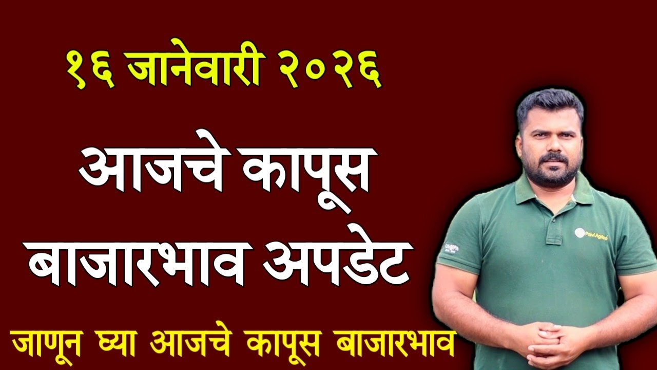 कापूस भाव आजचे | १६ जानेवारी २०२६ कापूस बाजारभाव | आजचे कापूस भाव | kapus bhav today | कापास