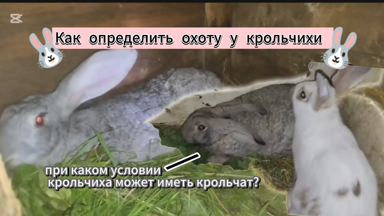 Как определить охоту у крольчихи? Когда крольчиха может иметь крольчат? #кролики_разведение #bunny