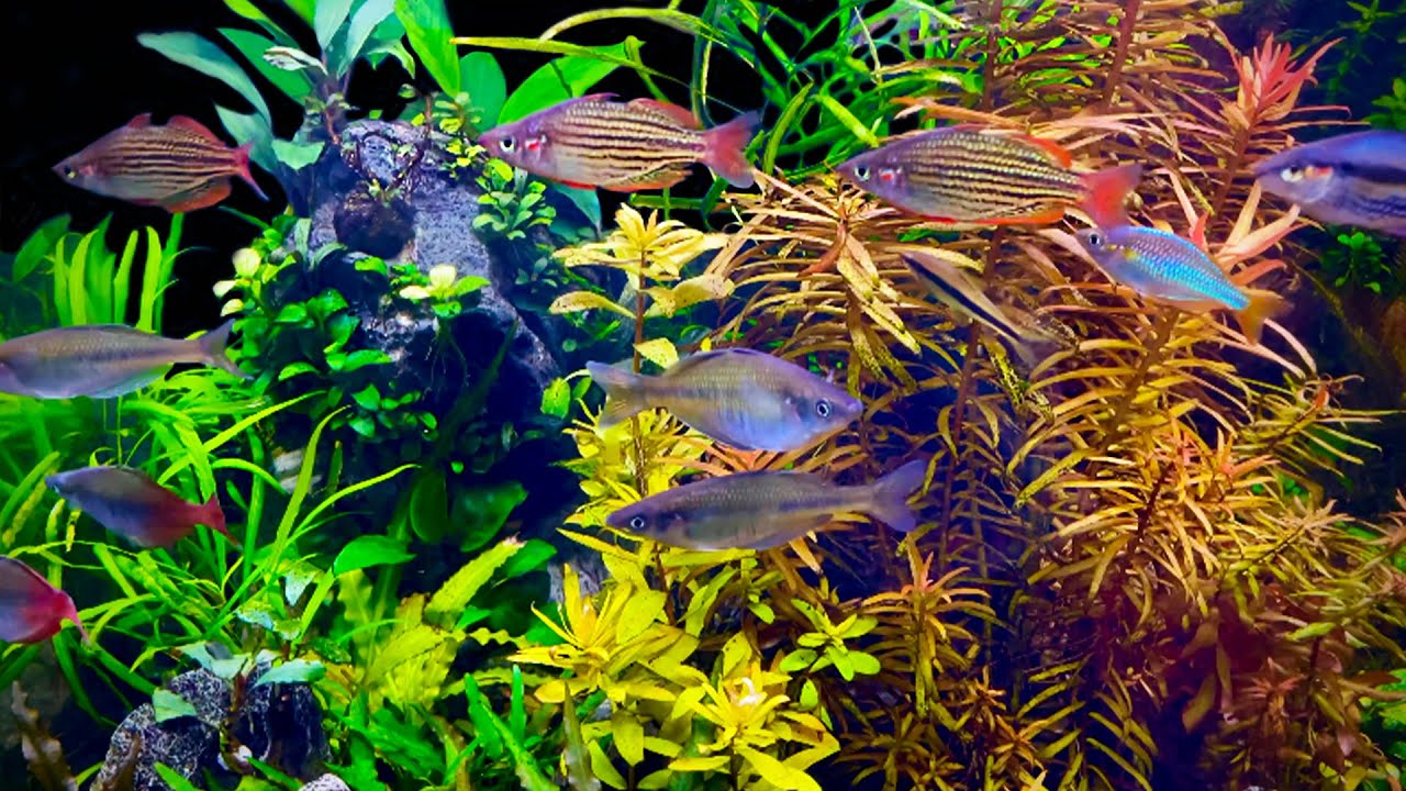 A Local Fish Store That Does it Right: Tropiquatics Fish Store Tour