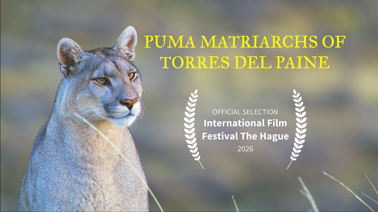 Official Selection - International Film Festival The Hague 2026
