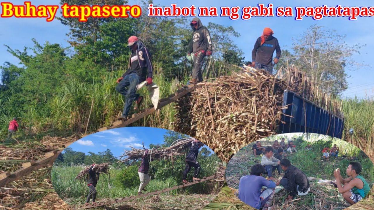 Buhay tapasero | sugarcane hauling | gapas ng tubo | sakada |sugarcane harvest,