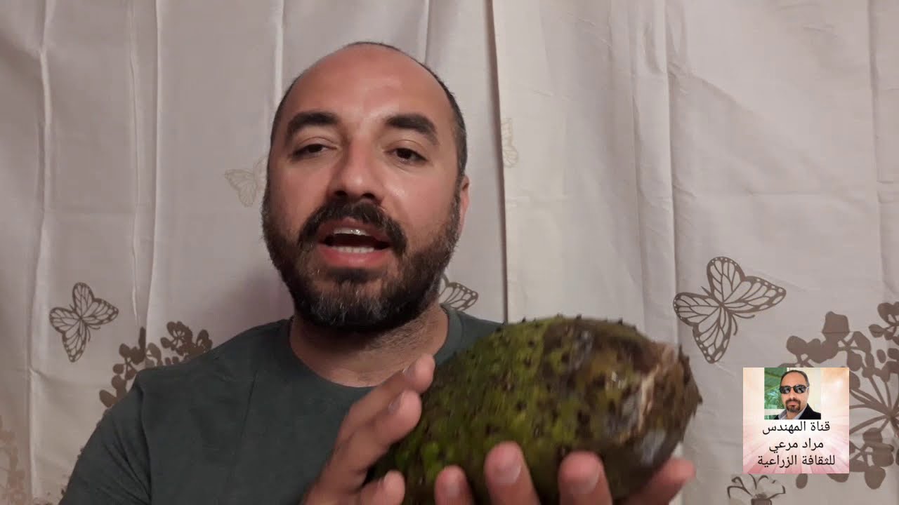 سرسوب جرافيولا طرق تكاثر والتسميدوالرعاية Sarsop fruit حلقة 292