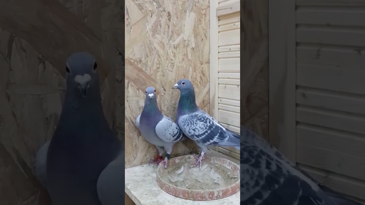 حمام البطل ابو مهدي العبودي  من افضل الطيور في العالم