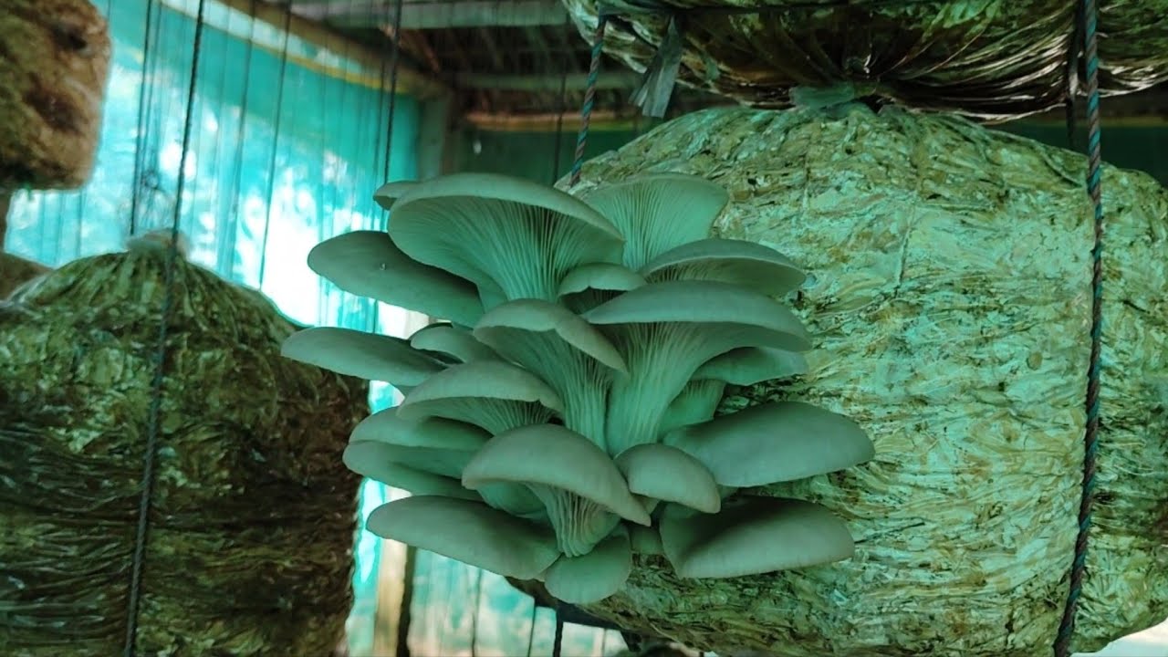 Mushroom Farming a way of strong rural economic empowerment #mushroomfarming#organic