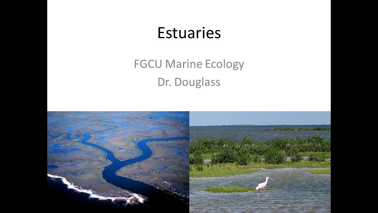 Marine Ecology Lecture: Estuaries