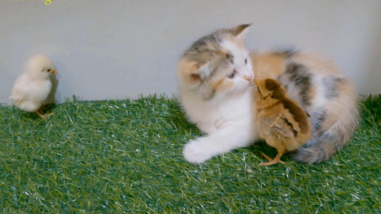 Chicks chase the kittens and treat the kittens as their mother.