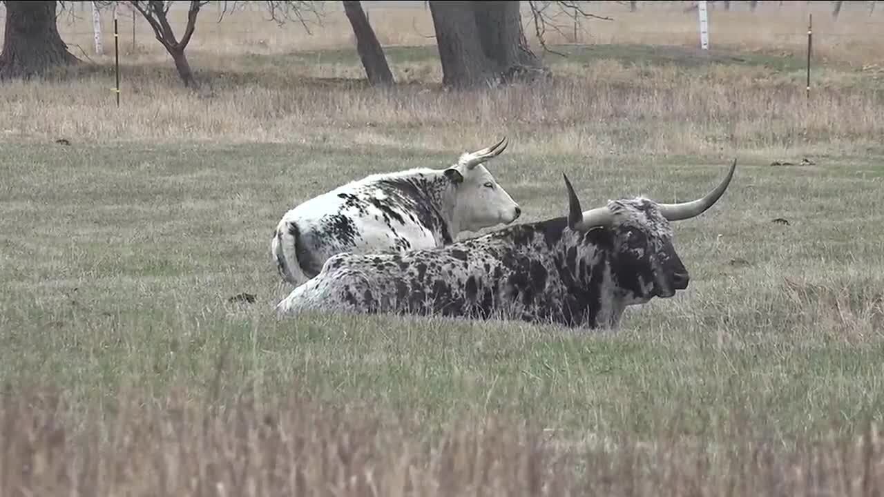 Sheriffs and ranchers gather to discuss cattle theft prevention