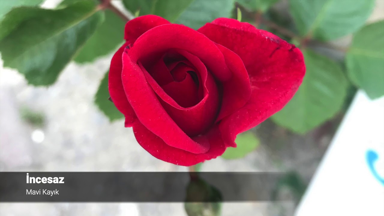 incesaz |&nbsp;mavi kayık