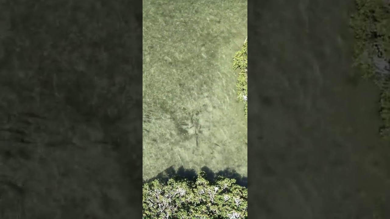 Окунь ВЕСЬ в зоне 90/10!!