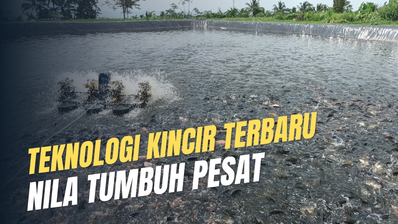 Budidaya Ikan Nila Sistem Kincir Air Bisa Panen 6 Ton Per Kolam, Produksi Meningkat Untung Berlipat